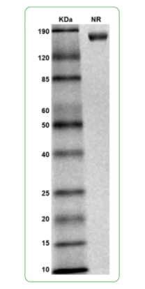 MW: Molecular Weight marker reduced condition
NR: IL-6Rα dimer under non-reduced condition
